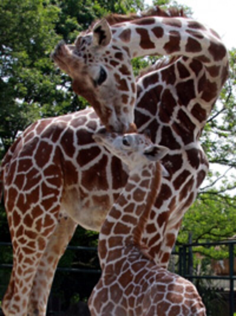 多摩動物公園のアミメキリン