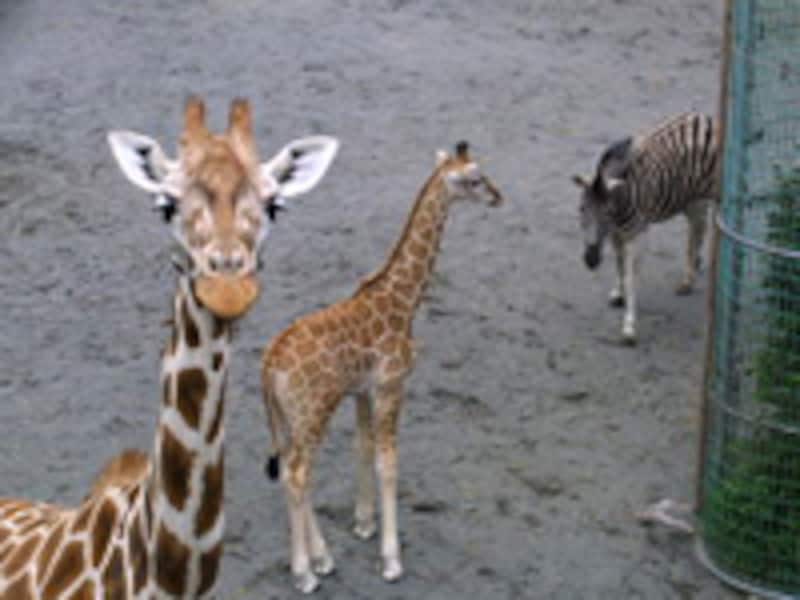 桐生が岡動物園のアミメキリン