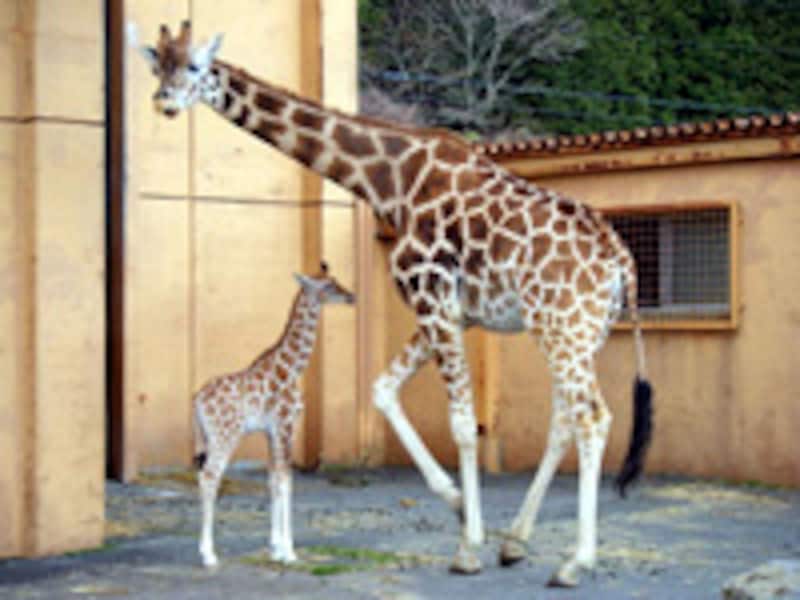 伊豆バイオパークのアミメキリン