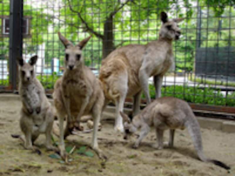 上野動物園のオオカンガルー