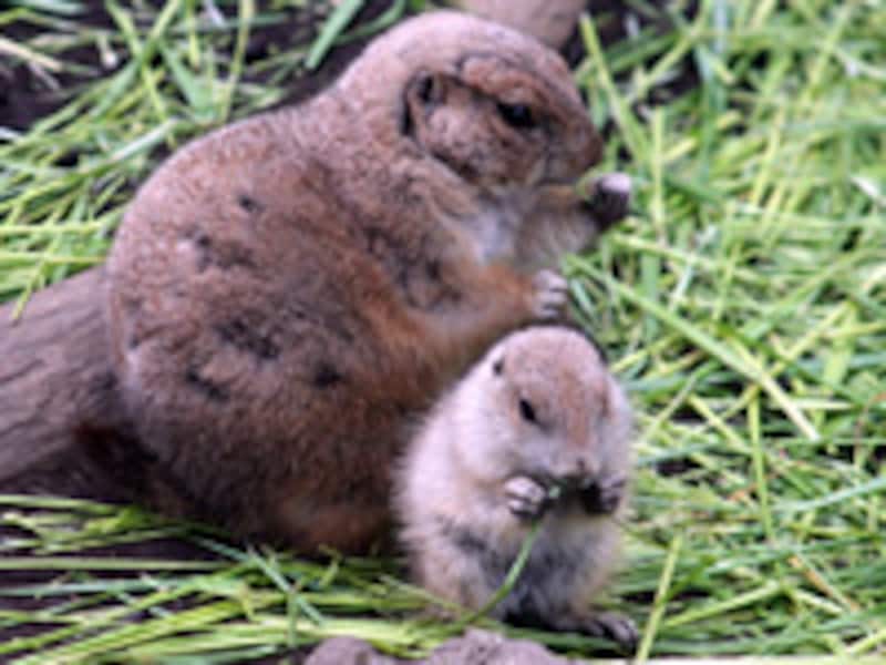 上野動物園のオグロプレーリードッグ