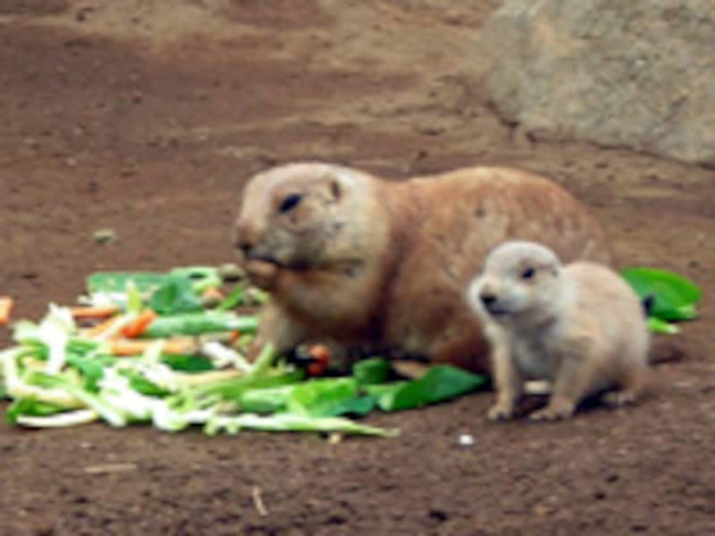 江戸川区自然動物園のオグロプレーリードッグ