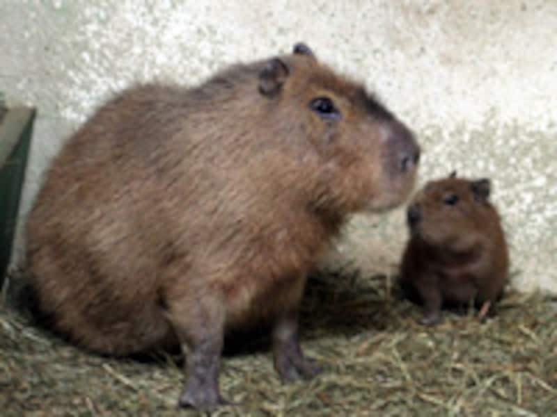 上野動物園のカピバラ
