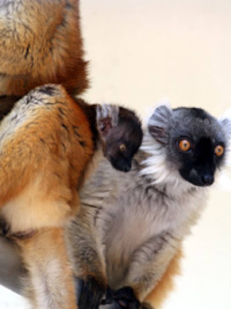 浜松市動物園のクロキツネザル
