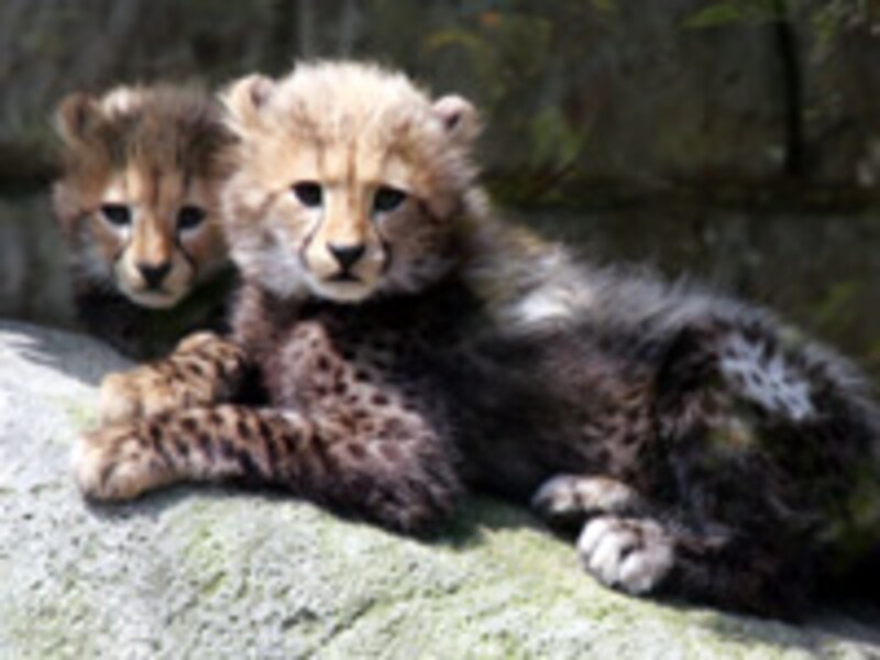 多摩動物公園のチーター