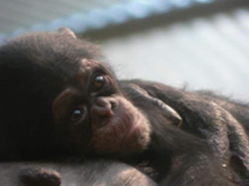 旭山動物園のチンパンジー
