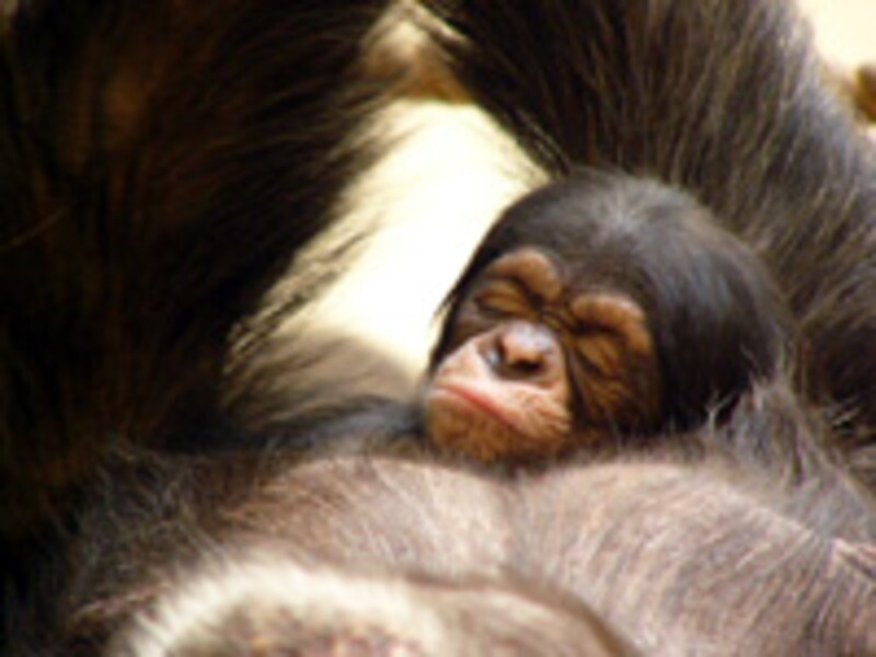 円山動物園のチンパンジー