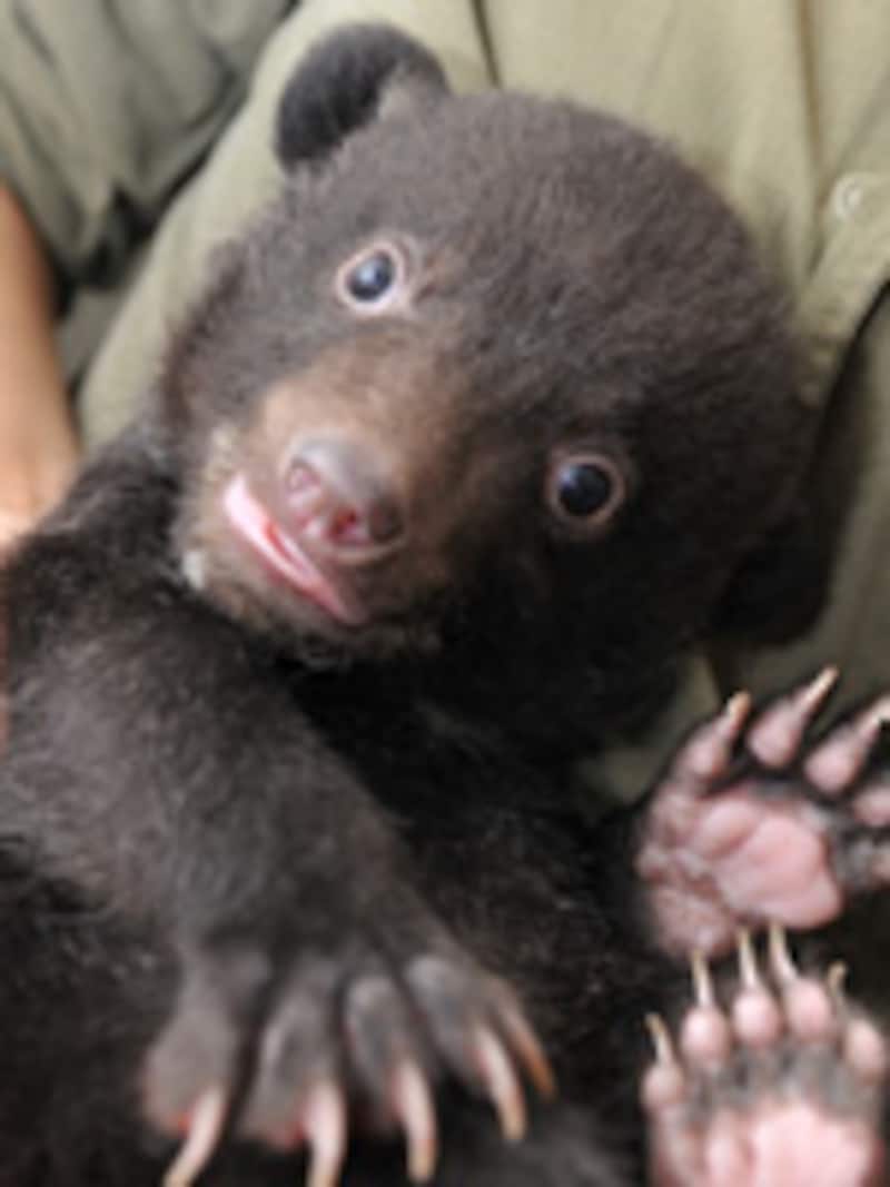 カドリー・ドミニオンのツキノワグマ