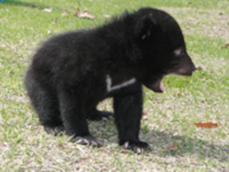 カドリー・ドミニオンのツキノワグマ