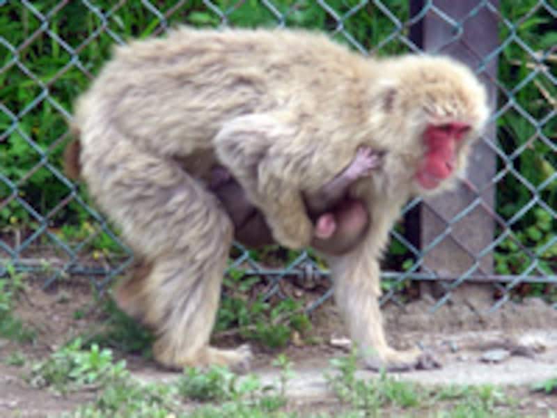 群馬サファリパークのニホンザル