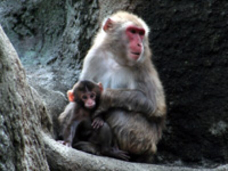 浜松市動物園のニホンザル