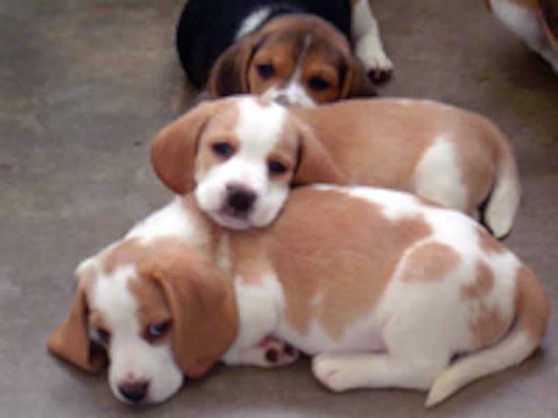 つくばわんわんランドのビーグル