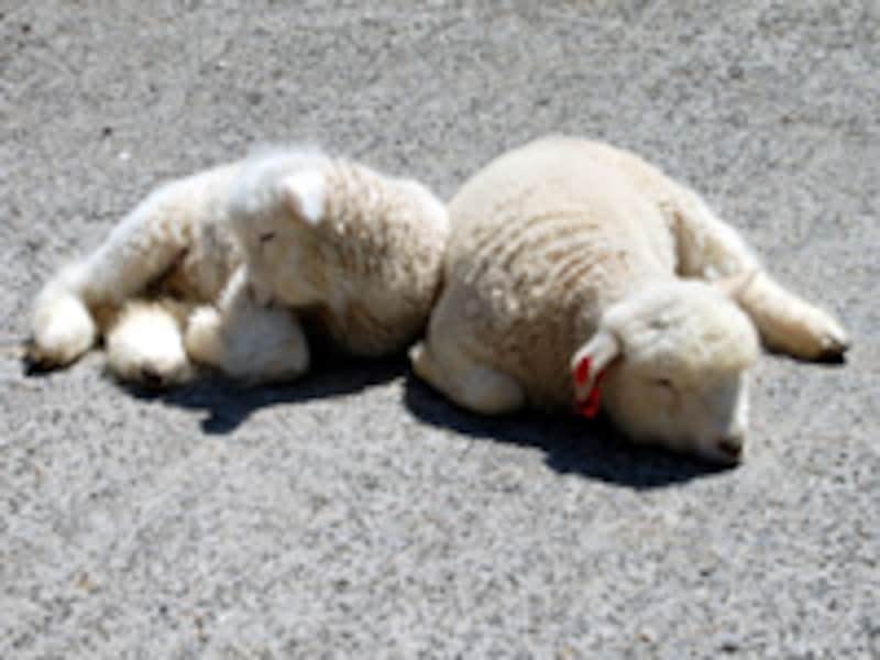 こどもの国のヒツジ