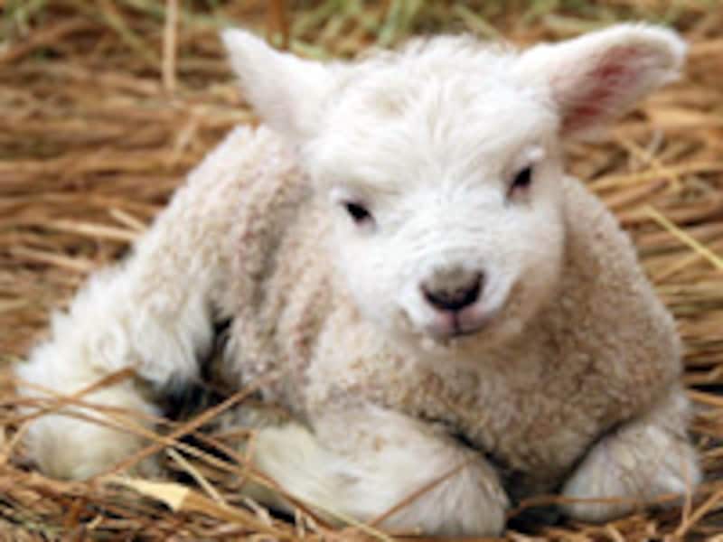 マザー牧場のヒツジ