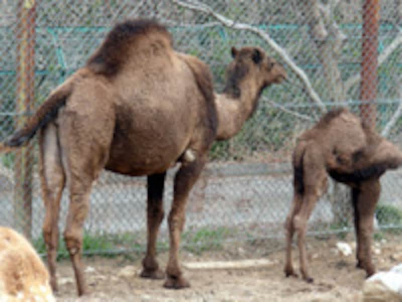 群馬サファリパークのヒトコブラクダ