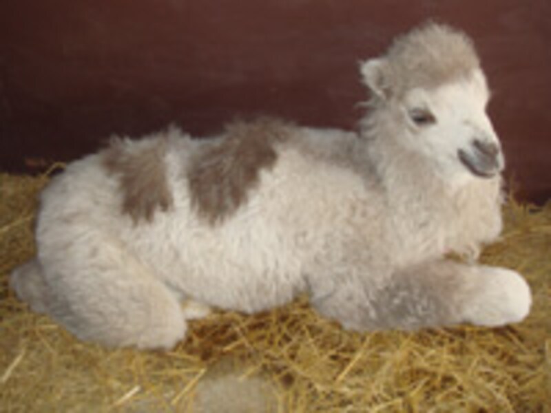 秋吉台サファリランド