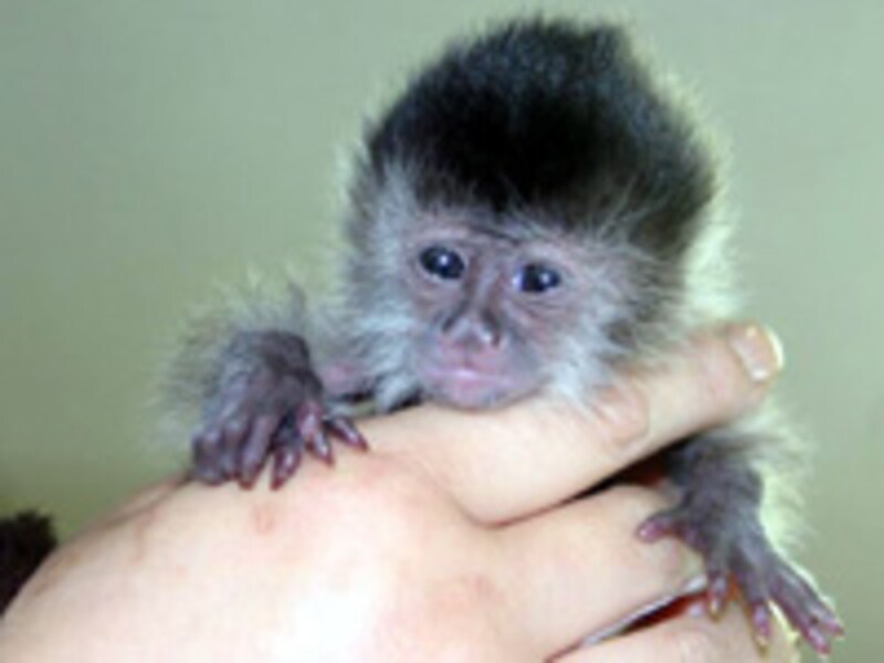 那須ワールドモンキーパークのフサオマキザル