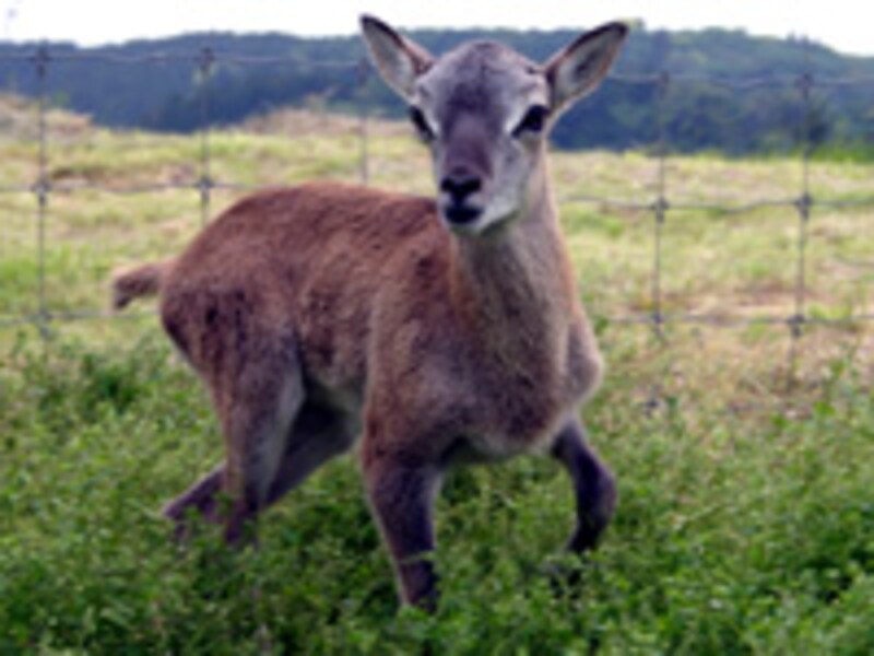 マザー牧場のムフロン