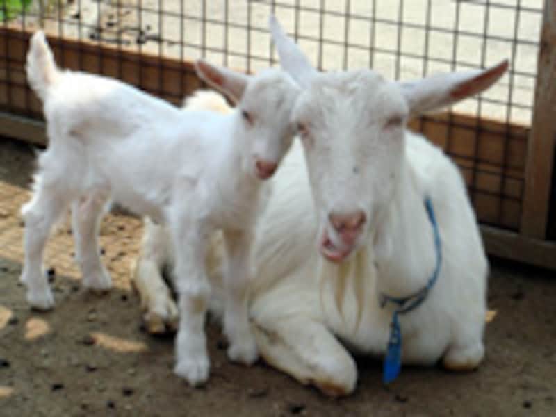 ワールド牧場のヤギ