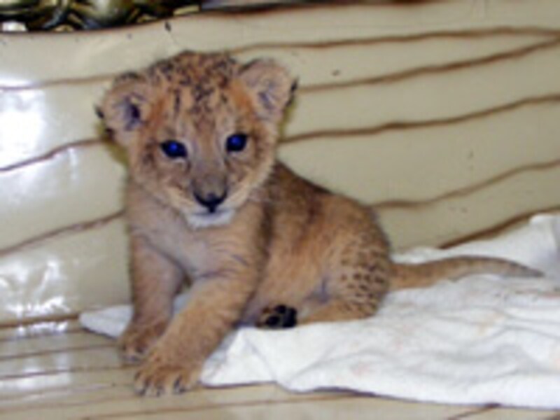 群馬サファリパークのライオン