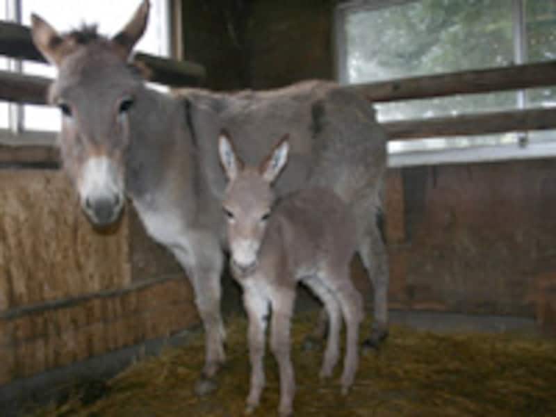 東武動物公園のロバ