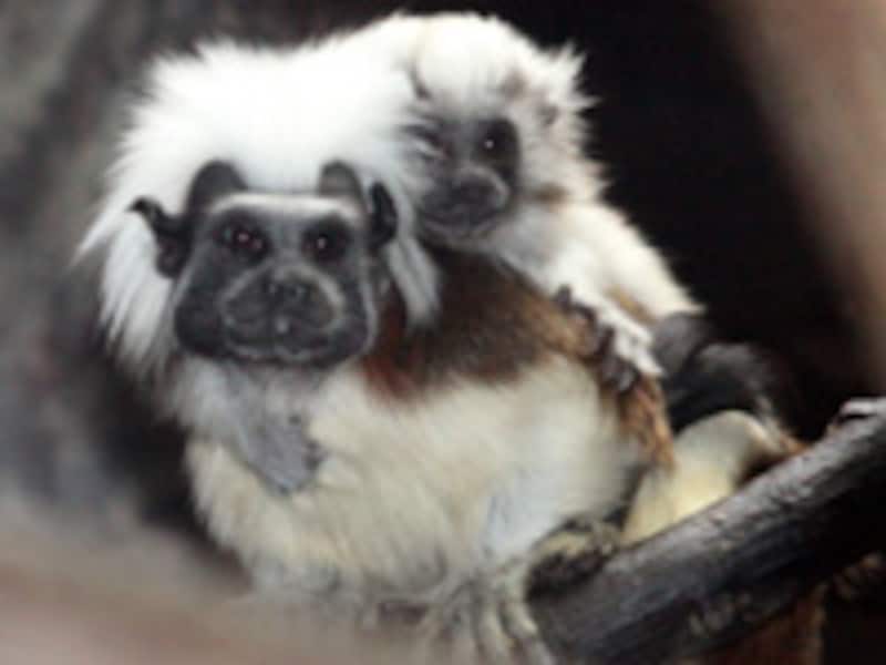 上野動物園のワタボウシタマリン