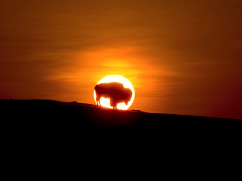 アフリカンサファリ