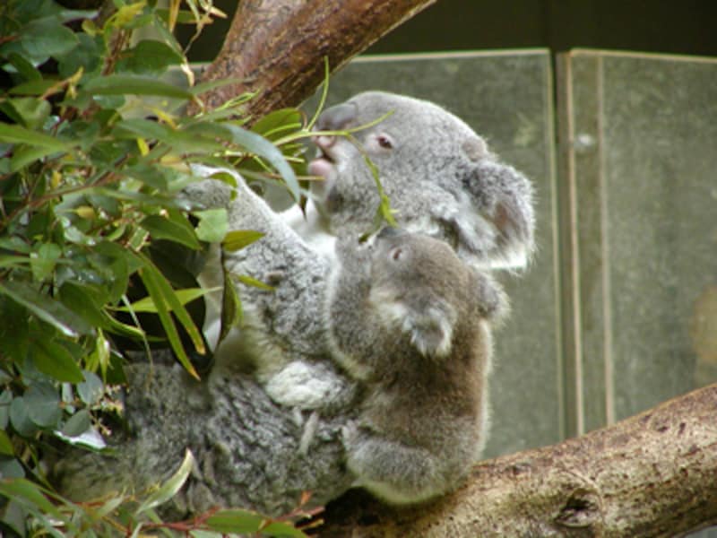 動物園を楽しむコツ 動物園 All About 動物園を楽しむコツ 動物園 All About