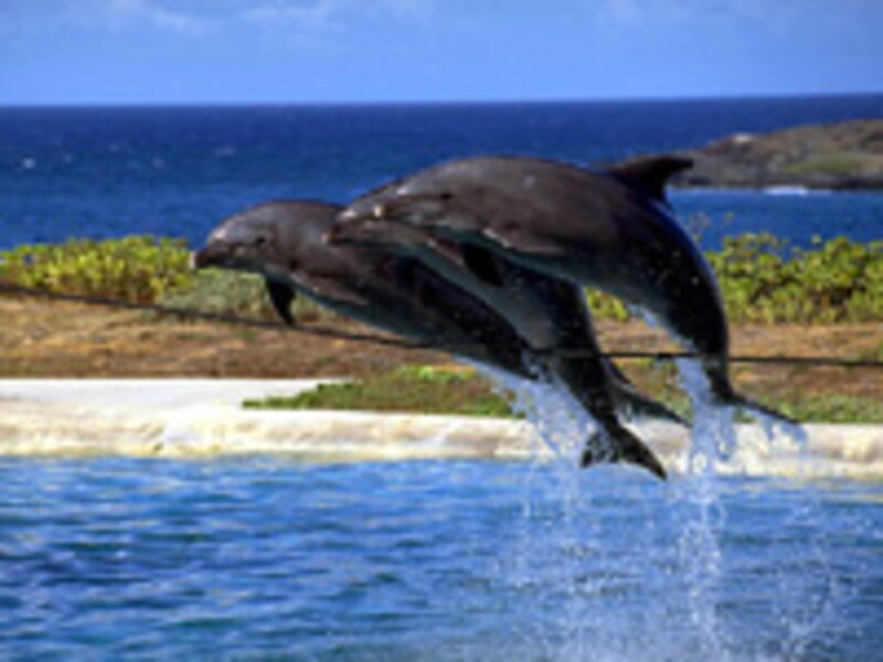 シーライフ・パーク・ハワイ