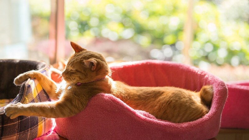 おしゃれな猫用ハウス ベッドおすすめ18選 夏 冬と季節に合わせて 窓用 ドーム型の特徴も解説 Best One ベストワン