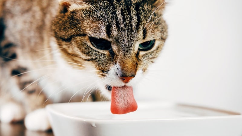 猫におすすめの水と水飲み容器6選 水道水を飲まない子には天然水や