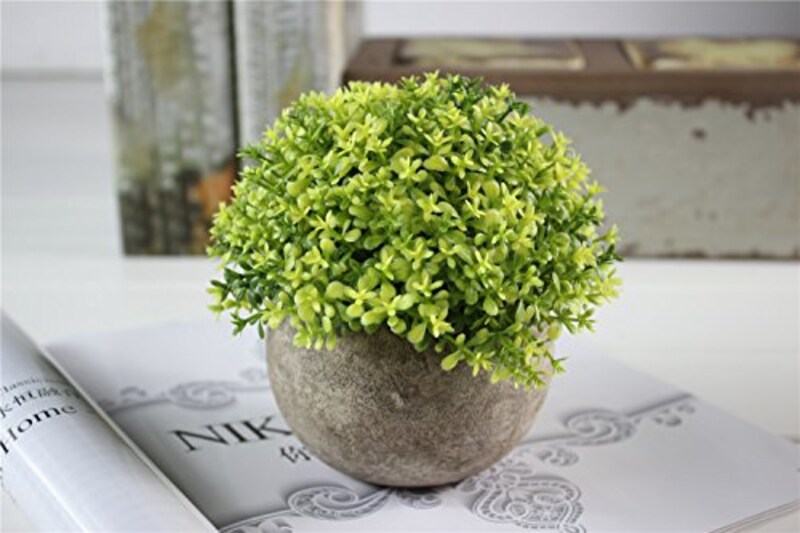 Kooyi ,鉢植え(エンゼルの涙),KOOYI-JP-1036