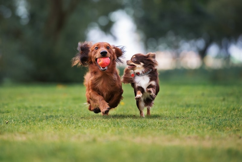 小型犬用おもちゃおすすめ人気ランキング12選｜知育やストレス解消、留守番用にも！子犬が喜ぶボールや音が鳴るものも！