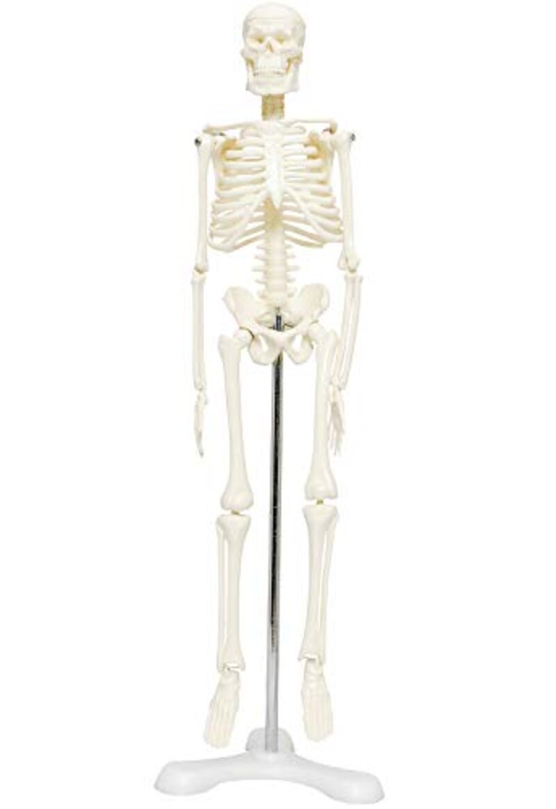 monolife,人体骨格模型1/4モデル