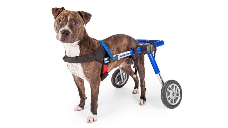 犬用車椅子のおすすめ10選 老犬 リハビリ中のワンちゃんに 2輪 4輪は症状で選んで Best One ベストワン
