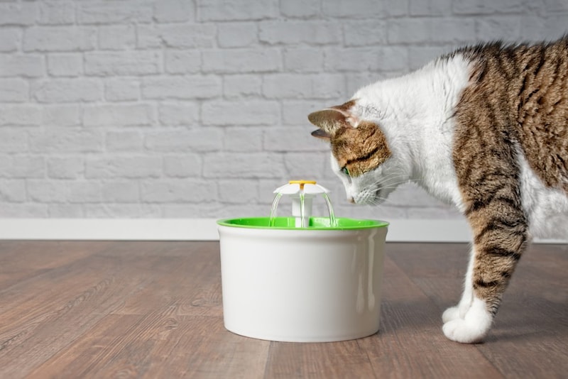 猫用自動給水器おすすめ11選 ペットボトルや洗いやすいものが人気