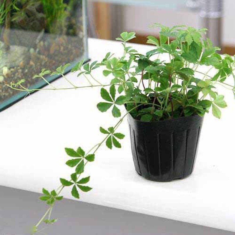 観葉植物おすすめ人気ランキング34選 インテリアに合うおしゃれな種類を紹介 育て方や植え替えについても解説 Best One ベストワン