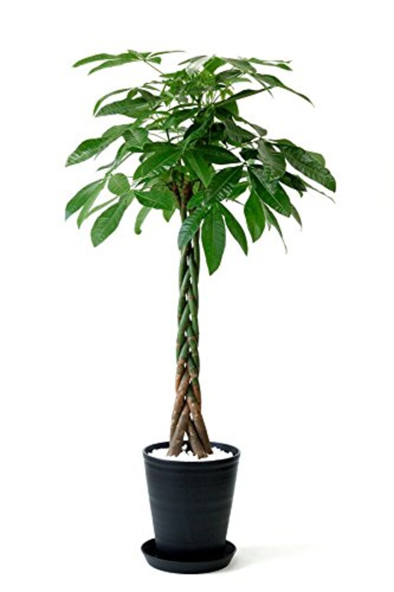 観葉植物の専門店 彩植健美,パキラ 10号
