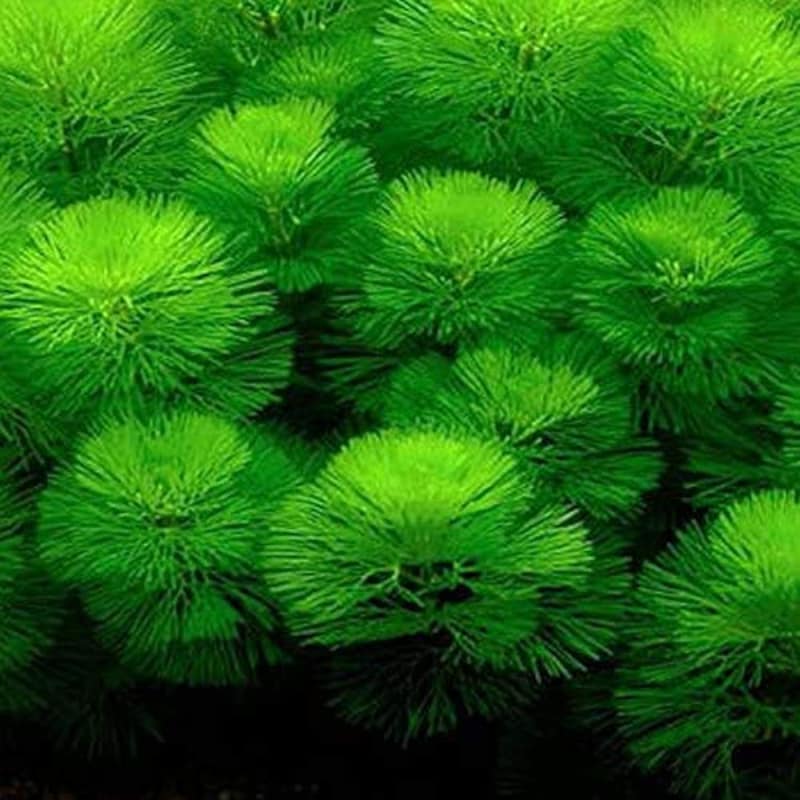 エムワイ,カボンバ 金魚藻