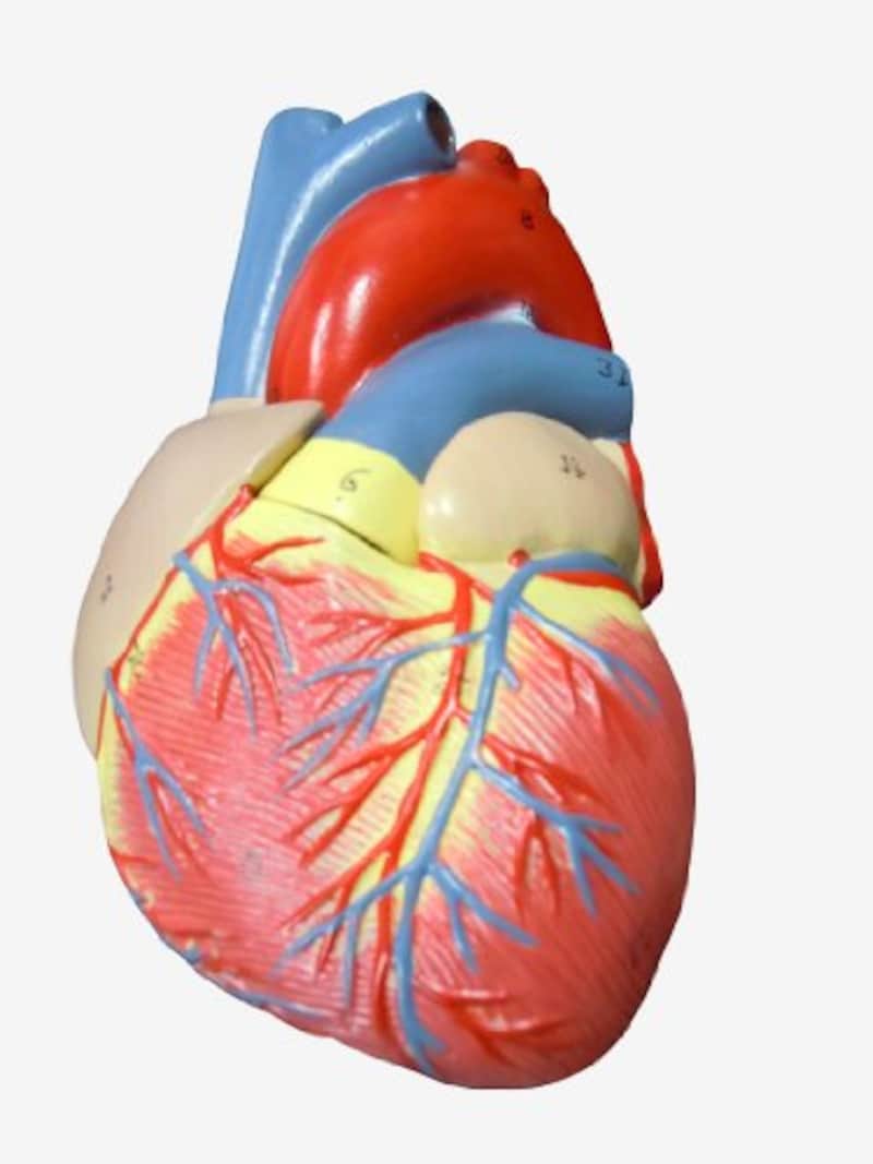 MFC,心臓模型,-