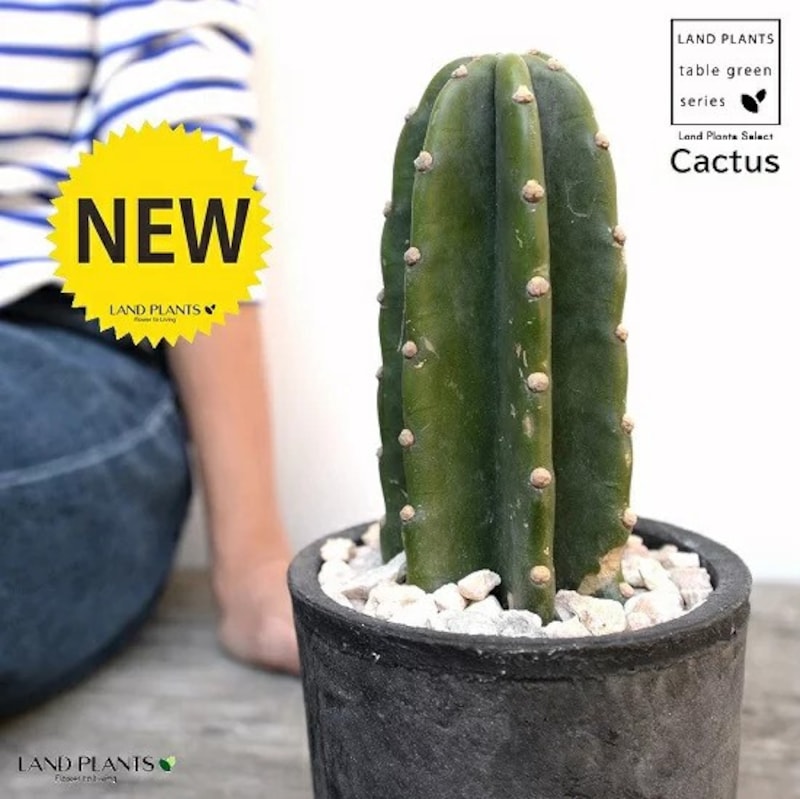 LAND PLANTS,柱サボテン：1本立ち,cactus-016-3