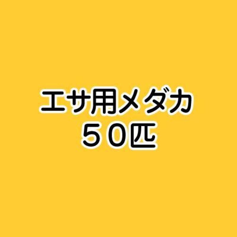 charm(チャーム),生餌 エサ用メダカ 50匹