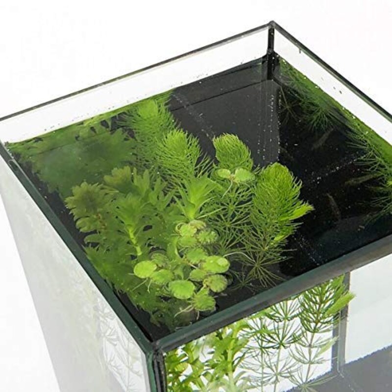 PLANCHU,水草セット メダカ用3種