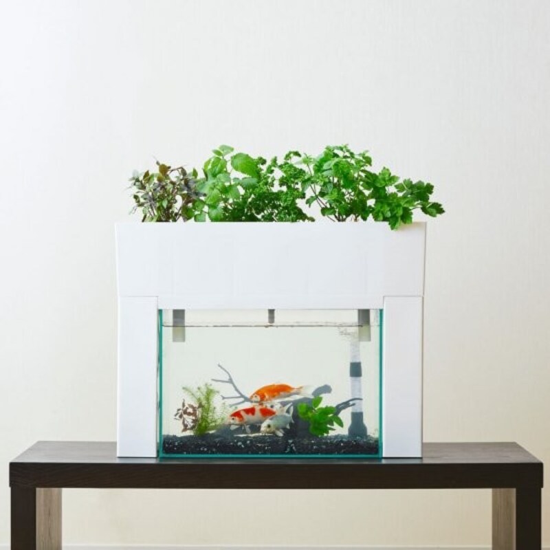 AQUAPONICS （アクアポニックス）,アクアスプラウト SV おさかな畑 トータルセット【 ベーシック 】,AP-001