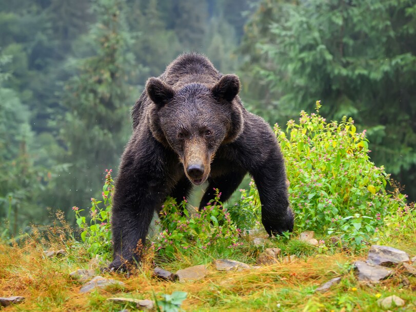ロシアではクマがトラに食べられ、日本ではクマが人を襲う。研究者が2年かけてたどり着いた調査現場