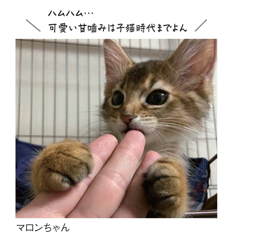 甘噛みねこ