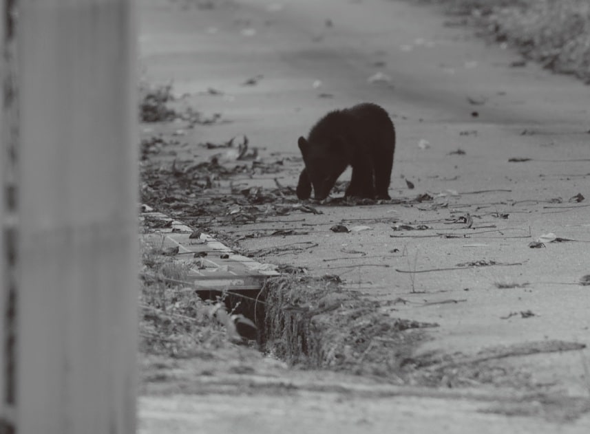 民家の脇でクリを食べていた仔グマ。親はおそらく捕獲されたのだろう（画像出典：『クマはなぜ人里に出てきたのか』永幡嘉之・著／旬報社）