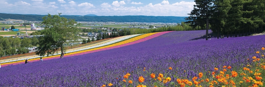 Japan's Top 3 Flower Parks