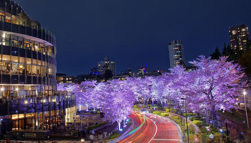在東京midtown享受浪漫的櫻花絕景大餐