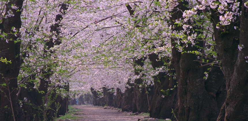 日本赏樱人数Top5的五大赏樱地